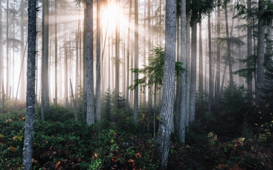 “sunlight through trees” by John Westrock on Unsplash